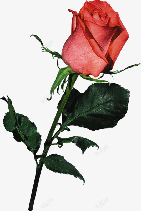 一朵玫瑰花png免抠素材_88icon https://88icon.com 动画 可爱 好看 实物 手绘 植物 浪漫 玫瑰 画花束 粉色 花卉 花朵