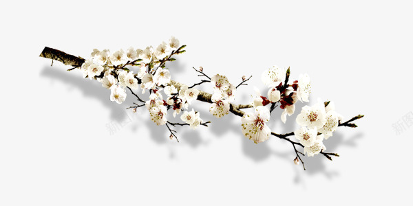 一只梨花文艺装饰图案png免抠素材_88icon https://88icon.com 文艺 梨花 白色