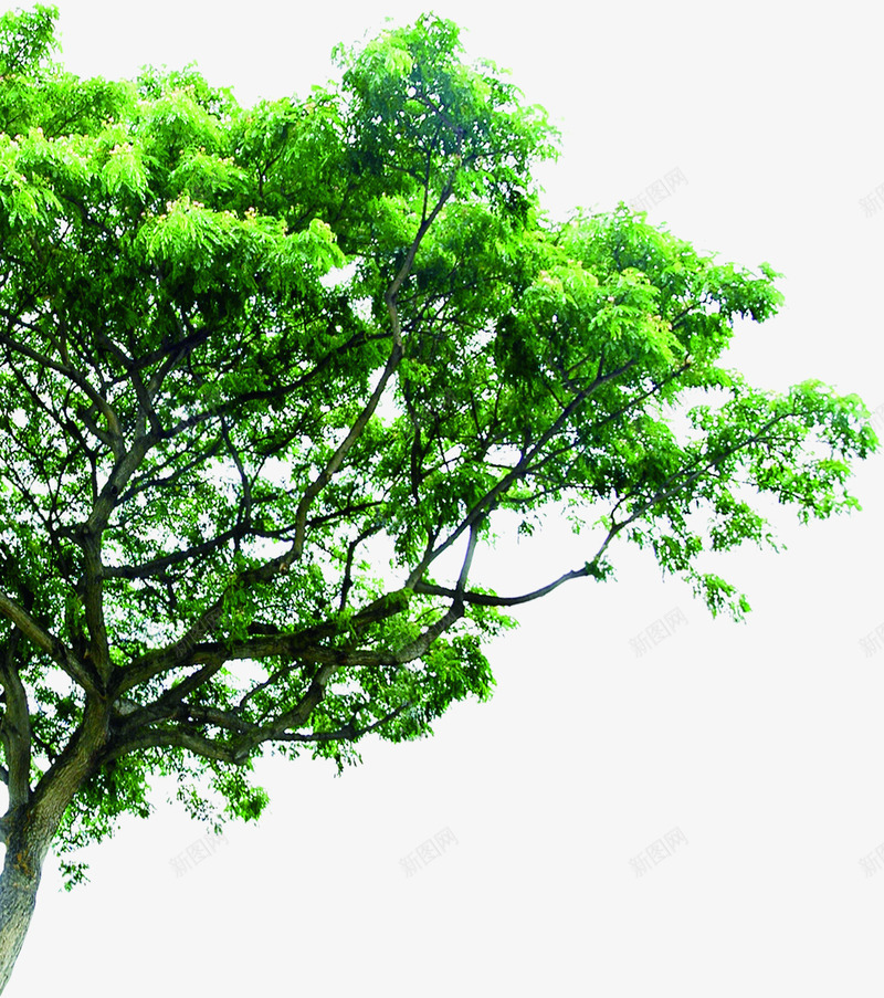 绿色清新春天大树景观植物png免抠素材_88icon https://88icon.com 大树 春天 景观 植物 清新 绿色