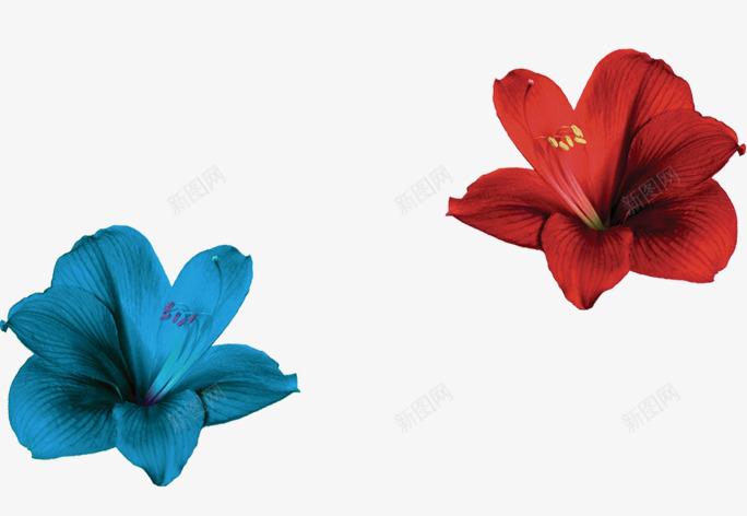 花朵png免抠素材_88icon https://88icon.com 木棉花 木棉花树 红花 花朵 蓝花