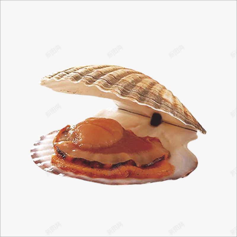 扇贝png免抠素材_88icon https://88icon.com 新鲜的扇贝 贝 贝壳