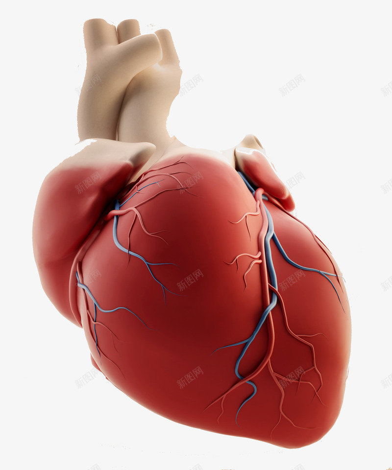 心脏器官png免抠素材_88icon https://88icon.com 3d剪影 3d模型 医学研究 医疗 心脏 心脏图案 心脏抽象示意图 模型