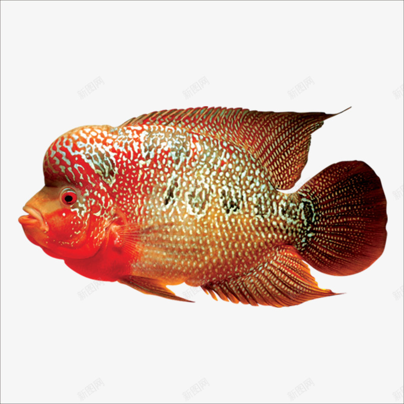 福寿鱼png免抠素材_88icon https://88icon.com 寿星公鱼 海鱼