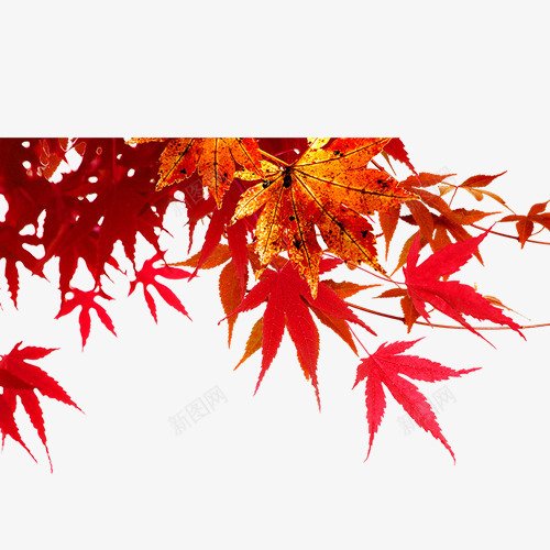 枫叶png免抠素材_88icon https://88icon.com 叶子 叶片 枫叶 树叶 装饰图案