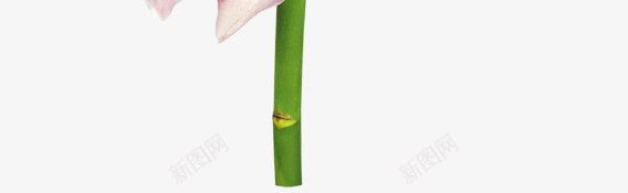 花草插画线描花草png免抠素材_88icon https://88icon.com 卡通装饰素材 国画花卉素材 水彩花草 线描花卉 花卉图片