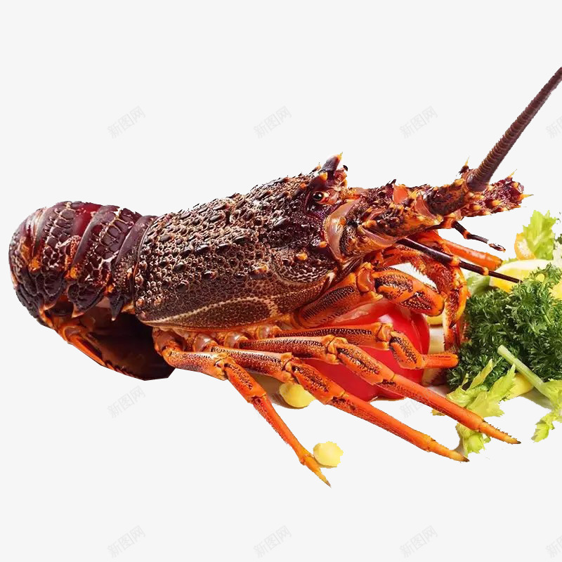 澳龙图png免抠素材_88icon https://88icon.com 免抠图 海鲜食品 澳龙 龙虾