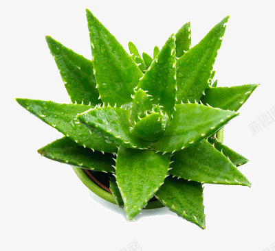 办公桌上的芦荟盆栽png免抠素材_88icon https://88icon.com 办公桌 带刺 新鲜芦荟 祛痘 祛痘广告 绿色 绿色办公 绿色芦荟 芦荟 芦荟实物