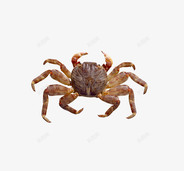 一只螃蟹png免抠素材_88icon https://88icon.com 海鲜 生螃蟹 螃蟹 食物