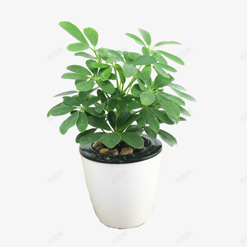 绿色植物盆栽psd免抠素材_88icon https://88icon.com 叶子 摆件 植物 清新 盆栽 绿色 自然 装饰