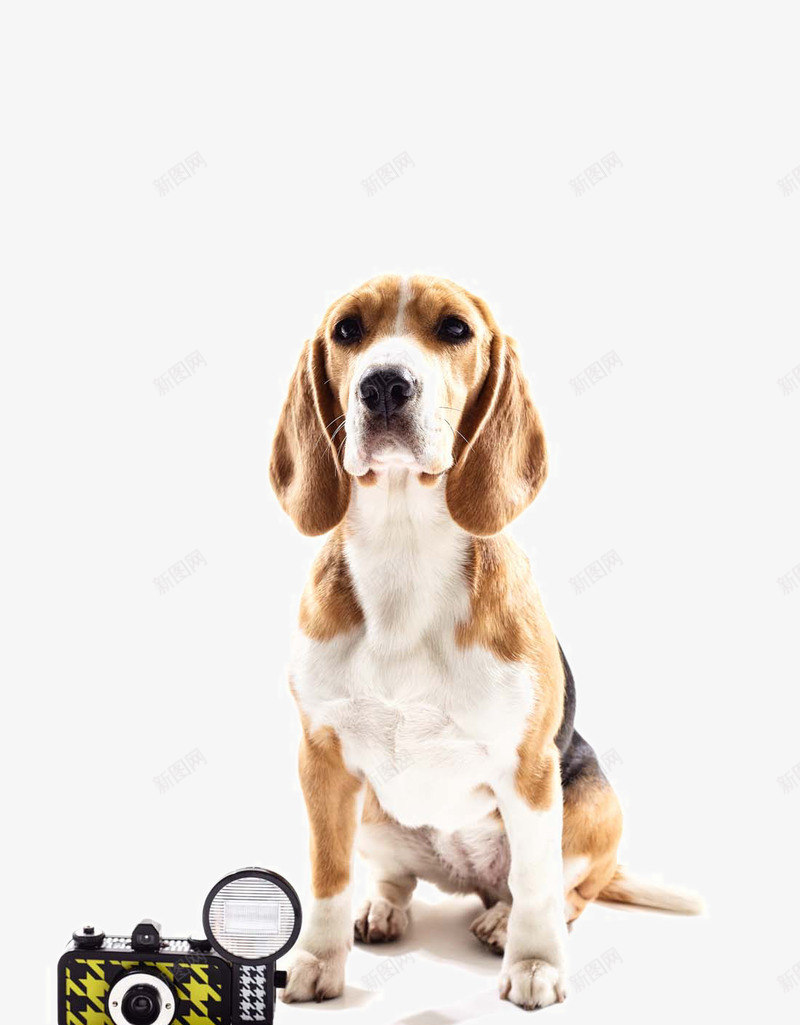 可爱的宠物狗写真png免抠素材_88icon https://88icon.com 可爱的宠物狗写真 大狗 宠物 宠物摄影 宠物狗 宠物生日快乐 小狗狗玩耍 时尚小狗 生日 生日帽子