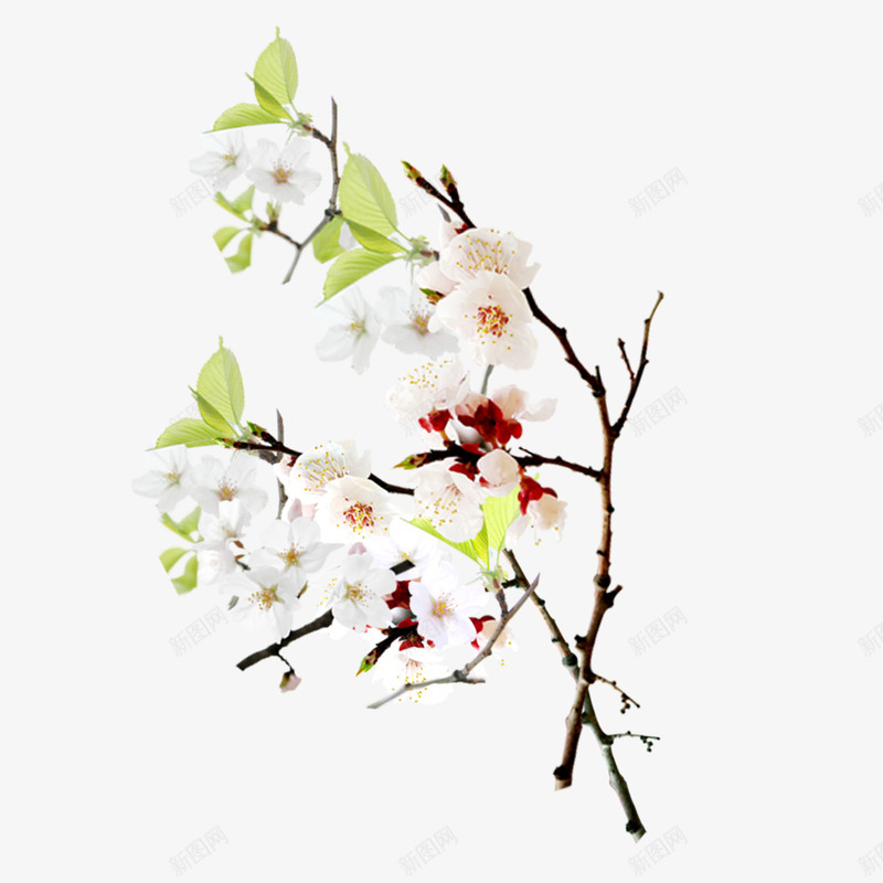 桃花花瓣png免抠素材_88icon https://88icon.com 桃花 素材 背景 节日 花瓣 飘落 飞舞