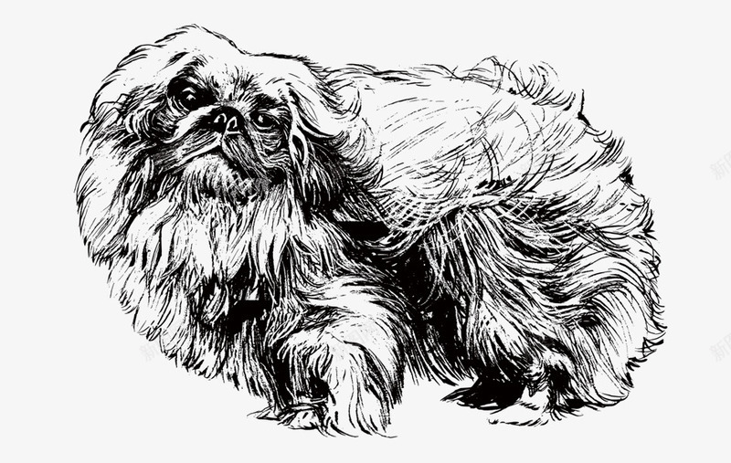 可爱狗png免抠素材_88icon https://88icon.com 动物 宠物 宠物狗 小动物 小型犬 小狗 流浪狗 犬 狗