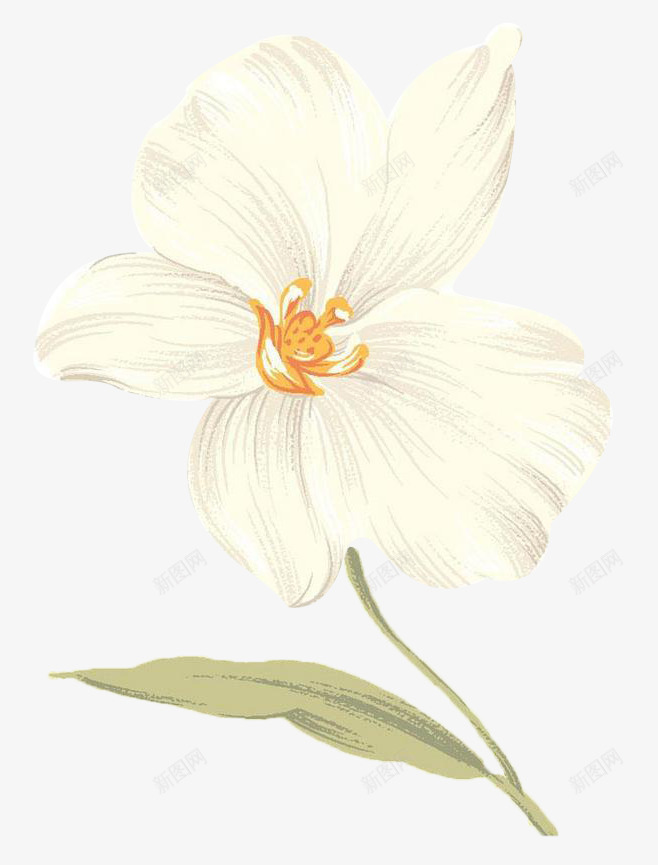 手绘山茶花png免抠素材_88icon https://88icon.com 山茶花 插画 白色山茶花 花卉 装饰