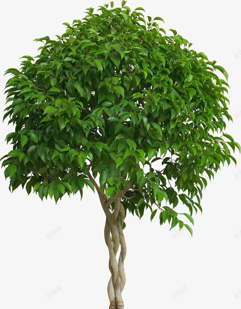 大树绿叶盆栽png免抠素材_88icon https://88icon.com 园子 园林 盆景 盆栽 绿色 花园 花草树木