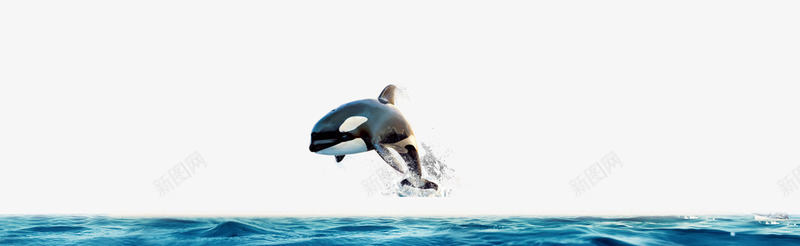 跃出水面的海豚psd免抠素材_88icon https://88icon.com 海水 海豚 海面 蓝色海水 装饰素材 跃出水面的海豚 鱼