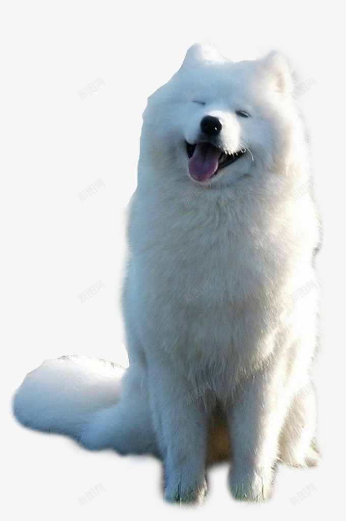 微笑天使png免抠素材_88icon https://88icon.com 图案 宠物 爱心 狗狗 萨摩耶