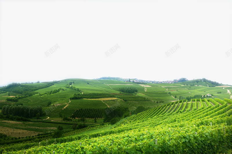 优美的茶山茶园png免抠素材_88icon https://88icon.com 图片 景色 田园 田园风光 美丽 美丽景色 茶园 茶山 茶林 风景图片