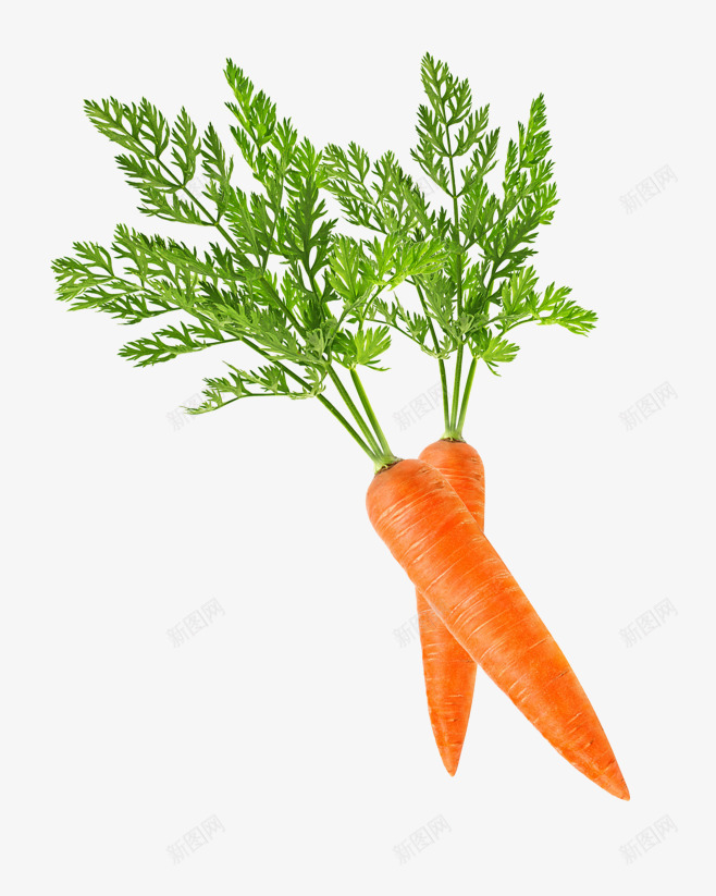 植物食材胡萝卜png免抠素材_88icon https://88icon.com 植物 橙色 绿色 胡萝卜 胡萝卜叶 萝卜 食材
