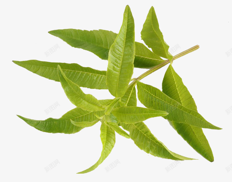 柠檬马鞭草装饰png免抠素材_88icon https://88icon.com 免抠素材 柠檬马鞭草素材 装饰素材 设计素材 马鞭草