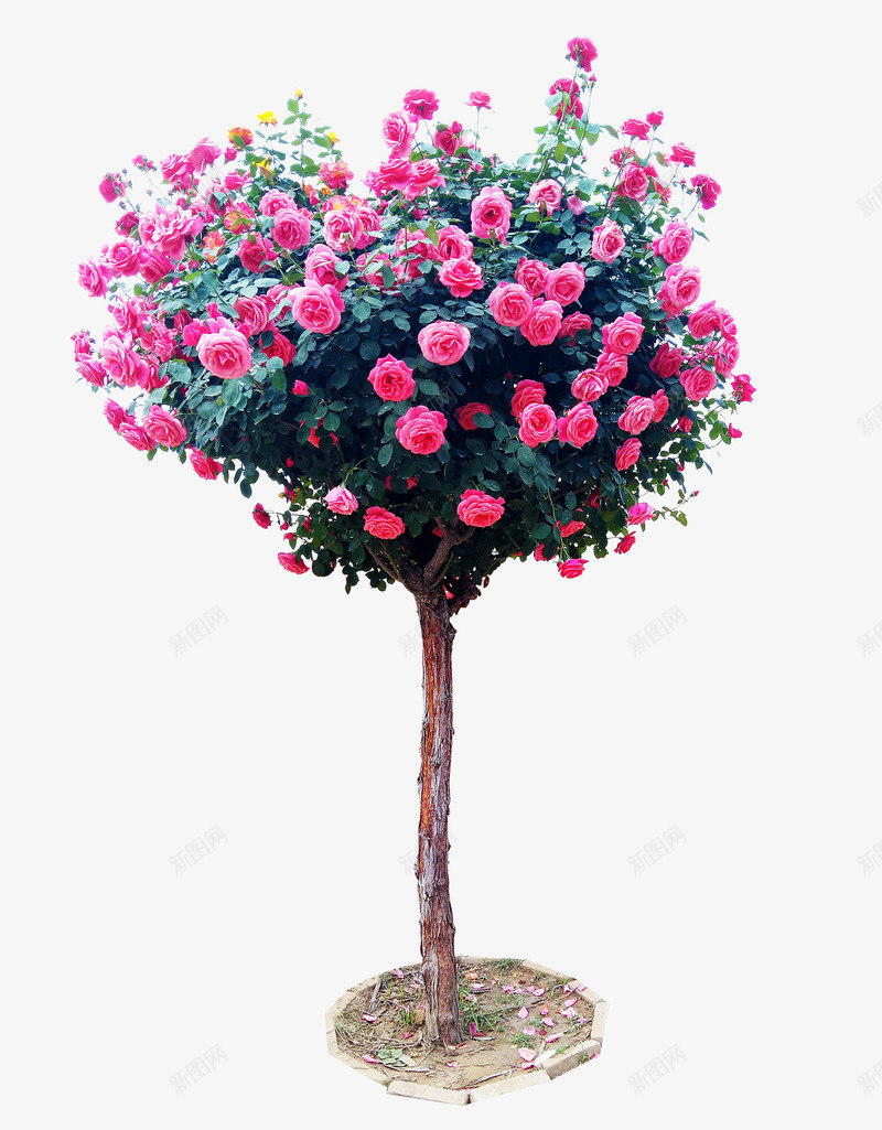 粉红色心形月季树png免抠素材_88icon https://88icon.com 心 心形树 月季 月季树 植物 粉红色 花