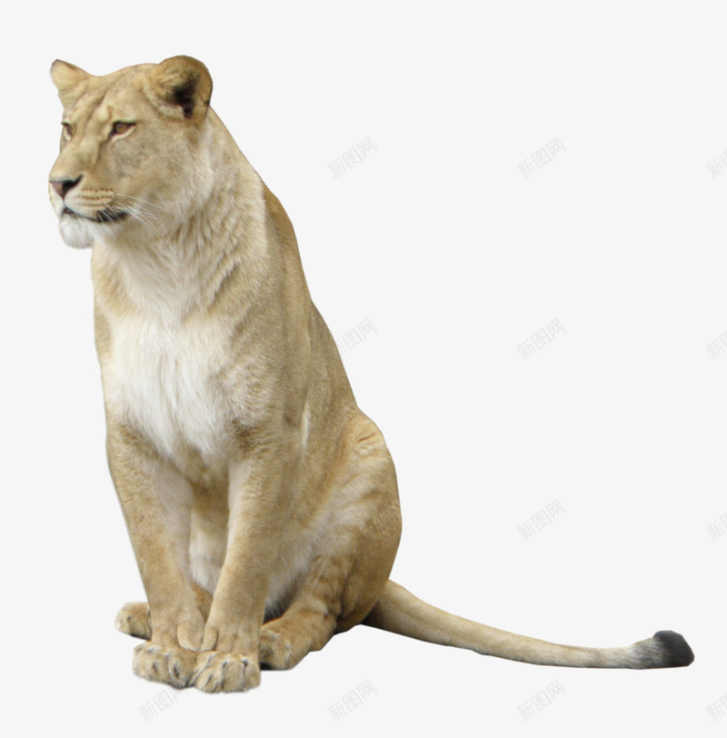 蹲坐的非洲狮png免抠素材_88icon https://88icon.com 凶猛 动物 母狮子 狮子 猫科 草原 非洲狮