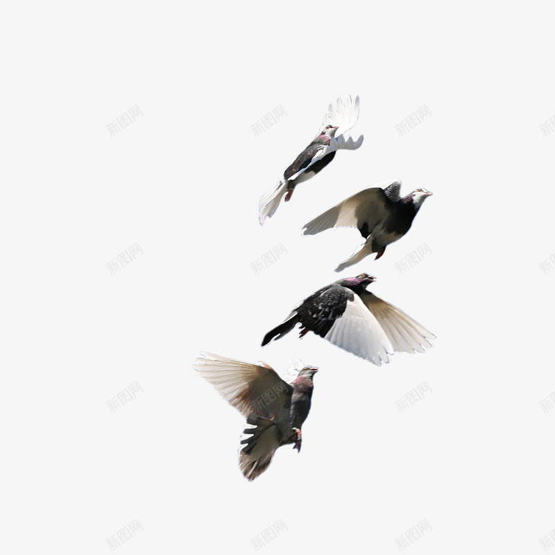 鸟群png免抠素材_88icon https://88icon.com 丹顶鹤 仙鹤 动物 群鸟 鸟群