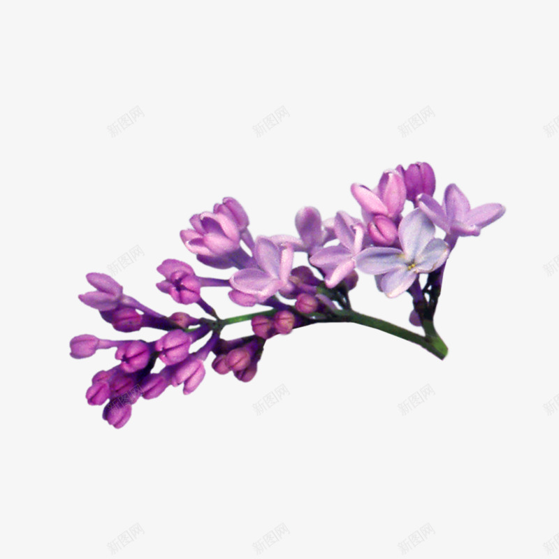 手绘时尚立体紫丁香枝条png免抠素材_88icon https://88icon.com 丁香 丁香花 手绘 手绘丁香 时尚 浪漫 立体 紫丁香 花苞