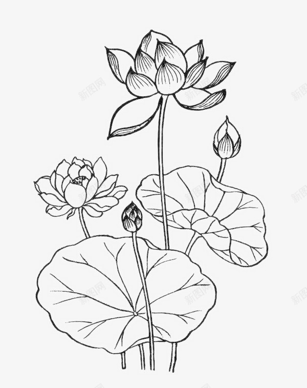 线条稿莲花儿png免抠素材_88icon https://88icon.com 简笔画 素材 简笔荷花 简笔莲花 荷花儿 荷花简笔 莲花儿线条稿 莲花画稿图片素材 速写