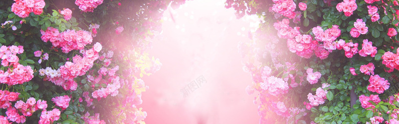 玫瑰花背景png免抠素材_88icon https://88icon.com 文艺 浪漫 清新 玫瑰花 背景 花墙