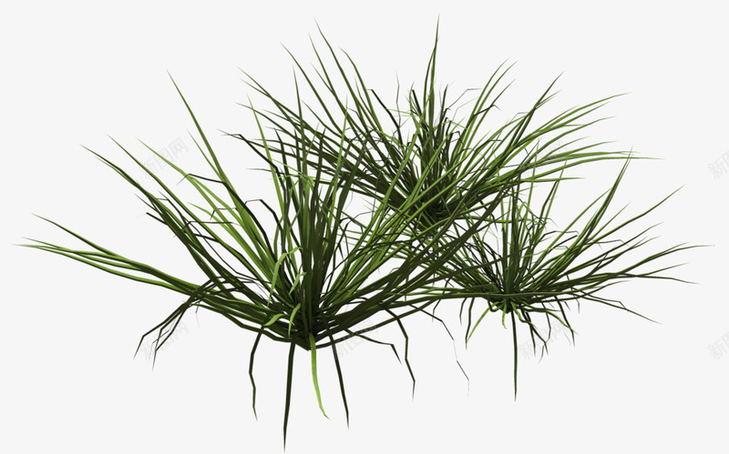 兰花草三簇兰花草png免抠素材_88icon https://88icon.com 兰花草