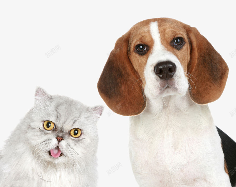 狗和猫猫png免抠素材_88icon https://88icon.com png 动物 狗 猫