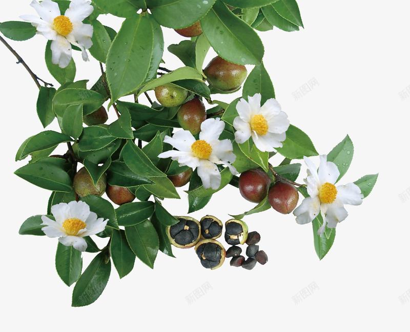 茶籽png免抠素材_88icon https://88icon.com 白色 茶籽