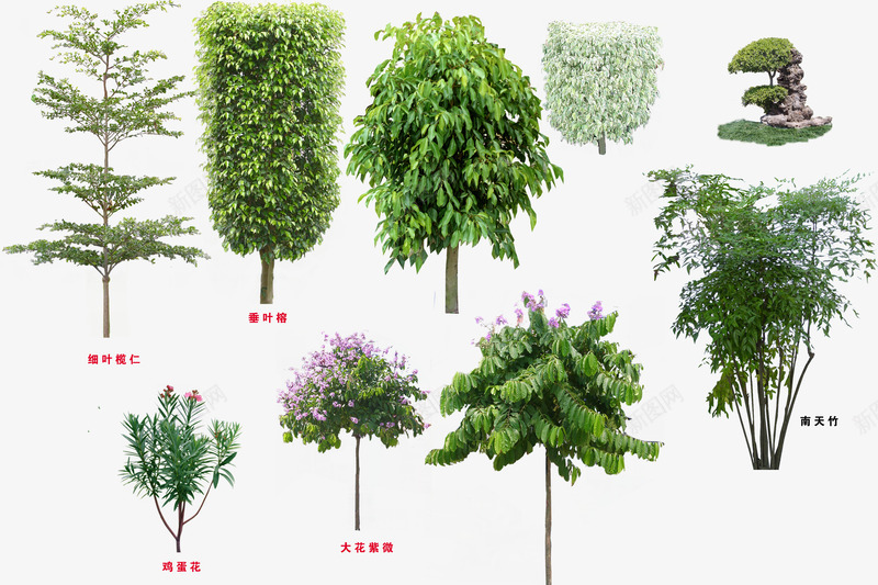 树png免抠素材_88icon https://88icon.com 3D贴图 3D贴纸 效果图绿化 效果图贴纸 树 树木 绿化