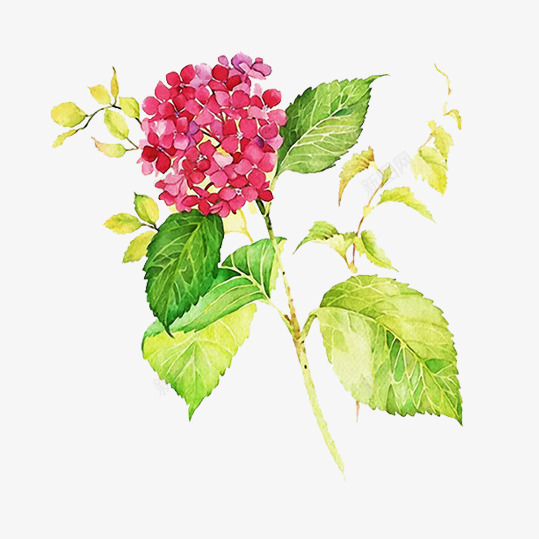 手绘绣球花png免抠素材_88icon https://88icon.com 唯美 团团簇簇 娇艳欲滴 热情似火 碧绿叶子 红色绣球花 绣球花