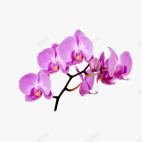 蝴蝶兰花枝png免抠素材_88icon https://88icon.com 中国风 兰花 兰花PNG 兰花免扣 实物花卉 手绘花卉 植物 精美蝴蝶兰 紫色 紫色蝴蝶兰 花 花园花卉大全 花枝 蝴蝶 蝴蝶兰 蝴蝶兰花枝 装饰画紫色 鲜花