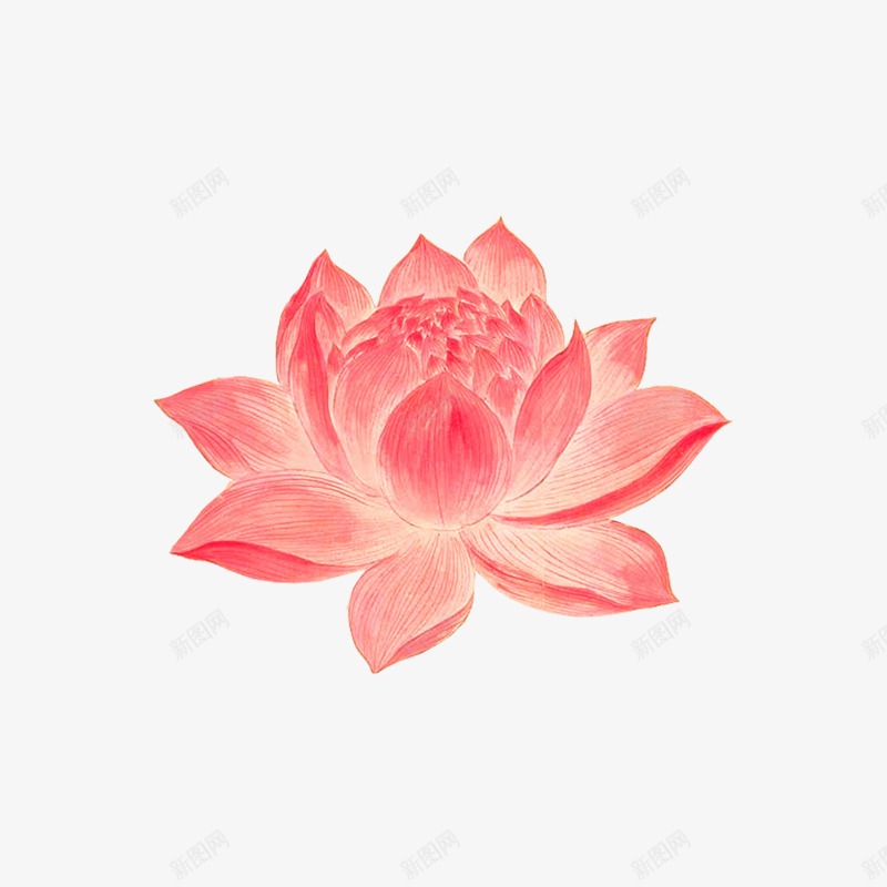 粉色水墨手绘荷花psd免抠素材_88icon https://88icon.com 光泽 开花 渐变 粉色 纹理 绘画 自然 花朵 质感
