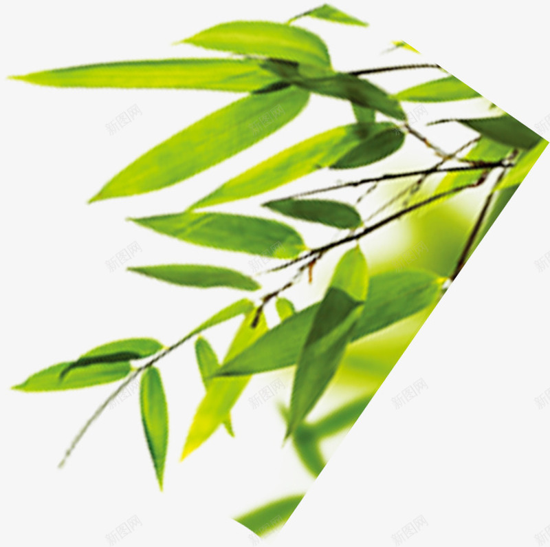 包粽子绿色竹叶png免抠素材_88icon https://88icon.com 竹叶 粽子 绿色