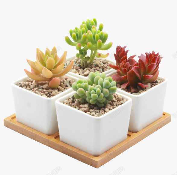 观音莲趣味四季肉肉植物png免抠素材_88icon https://88icon.com 四季绿植 多肉创意植物 盆栽 肉肉植物 观音莲 趣味 迷你