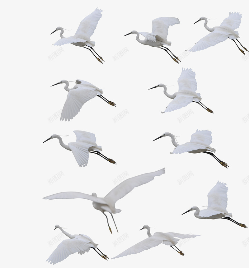 飞翔着的白鹤psd免抠素材_88icon https://88icon.com 白色动物 白鹤 白鹤图 翱翔的动物 飞翔 飞翔的白鹤