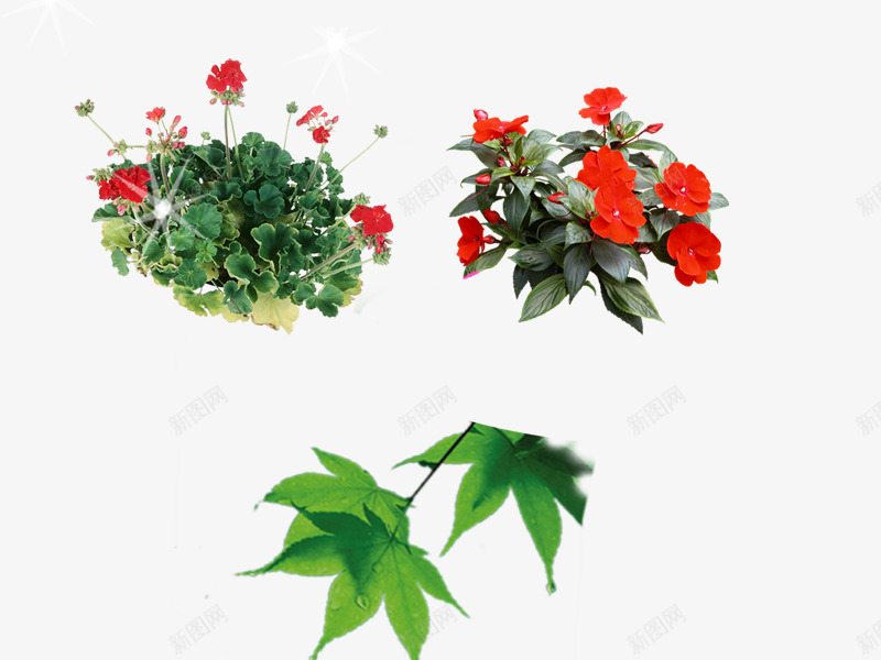 花草树叶psd免抠素材_88icon https://88icon.com 叶子 花卉 花草