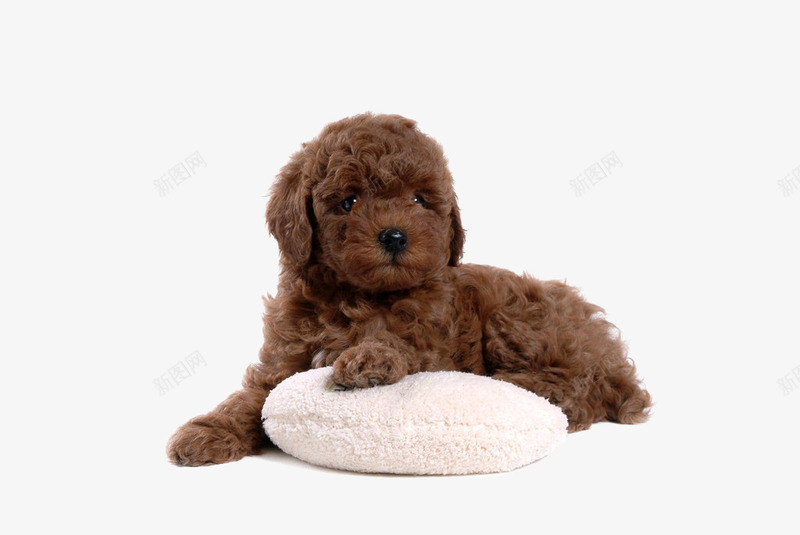 狗小狗宠物动物png免抠素材_88icon https://88icon.com 动物 宠物 小狗 狗