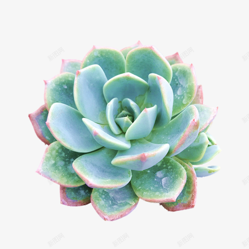 可爱多肉植物png免抠素材_88icon https://88icon.com 多肉 小清新 植物 素材
