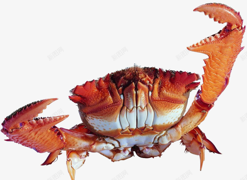 螃蟹装饰png免抠素材_88icon https://88icon.com 海鲜 矢量螃蟹 矢量装饰 螃蟹 蟹爪 装饰