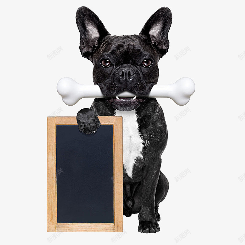 拿着黑板的小黑狗png免抠素材_88icon https://88icon.com 小黑狗 骨头 黑板 黑狗