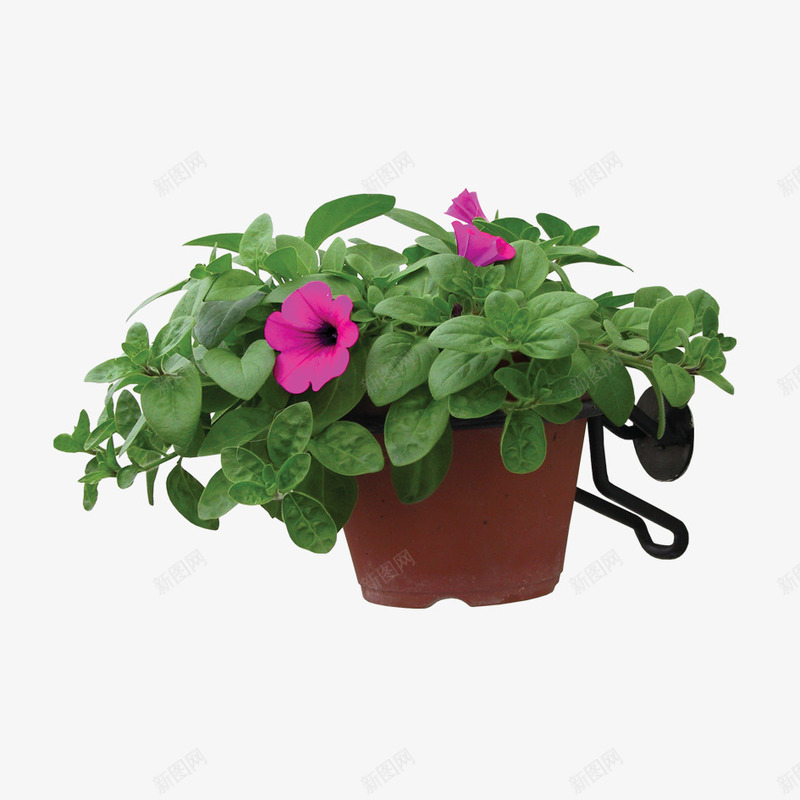 绿色植物png免抠素材_88icon https://88icon.com 吊篮 园林 绿化装饰 绿色植物 花篮 花草