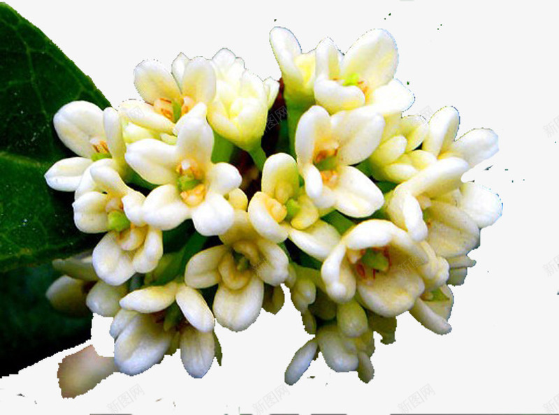 八月古称桂月png免抠素材_88icon https://88icon.com 中秋桂花 农历八月 最佳时期 此月是 赏桂的