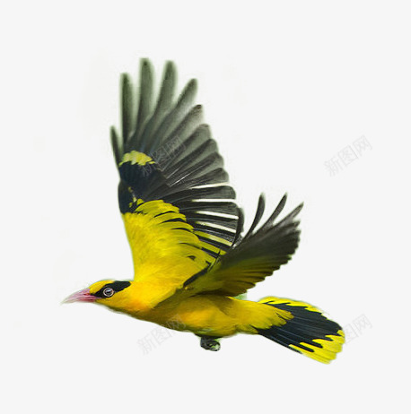 飞翔的美丽鸟儿png免抠素材_88icon https://88icon.com 天使翅膀 小鸟 张开翅膀 羽毛 翅膀 翅膀图片 翱翔 飞翔 飞翔的翅膀 高空飞翔 鸟儿 鸟类翅膀
