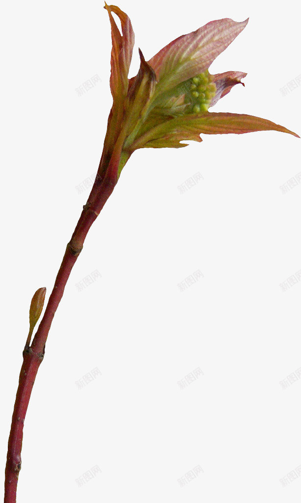 花卉图案花草背景png免抠素材_88icon https://88icon.com ps花卉 唯美花草图片 水彩花草 线描花草 花卉矢量图 装饰卡通