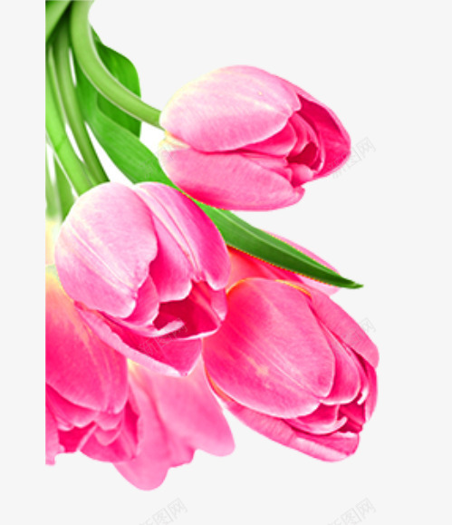 唯美精美粉色郁金香png免抠素材_88icon https://88icon.com 唯美 树叶 粉色 精美 花朵 郁金香