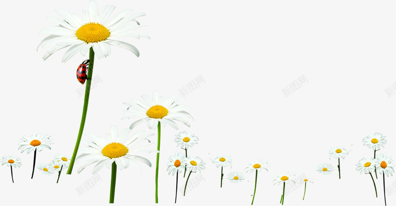 清新春季雏菊昆虫png免抠素材_88icon https://88icon.com 昆虫 春季 清新
